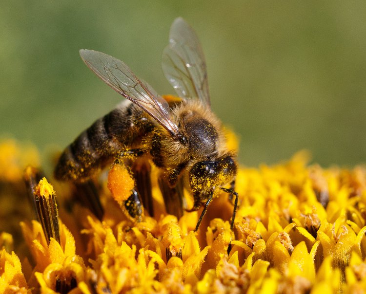 pierzga pszczela zastosowanie